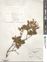 Rhododendron occidentale image