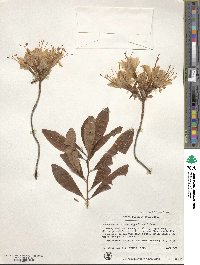 Rhododendron occidentale image