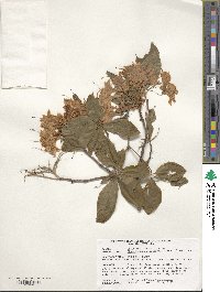 Rhododendron occidentale image