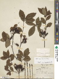 Rhododendron prinophyllum image