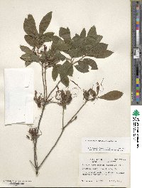 Rhododendron prinophyllum image