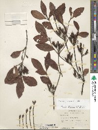 Rhododendron prinophyllum image