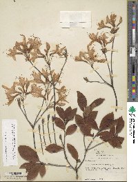 Rhododendron prinophyllum image