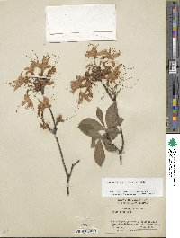 Rhododendron prinophyllum image