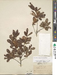 Rhododendron prinophyllum image