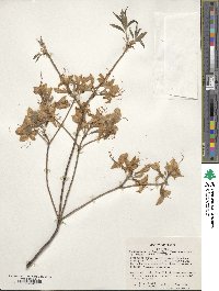 Rhododendron prinophyllum image