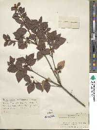 Rhododendron reticulatum image