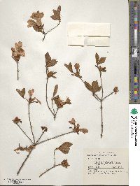 Rhododendron reticulatum image