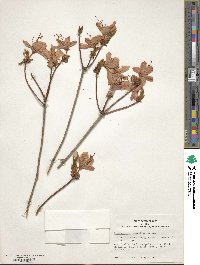 Rhododendron reticulatum image