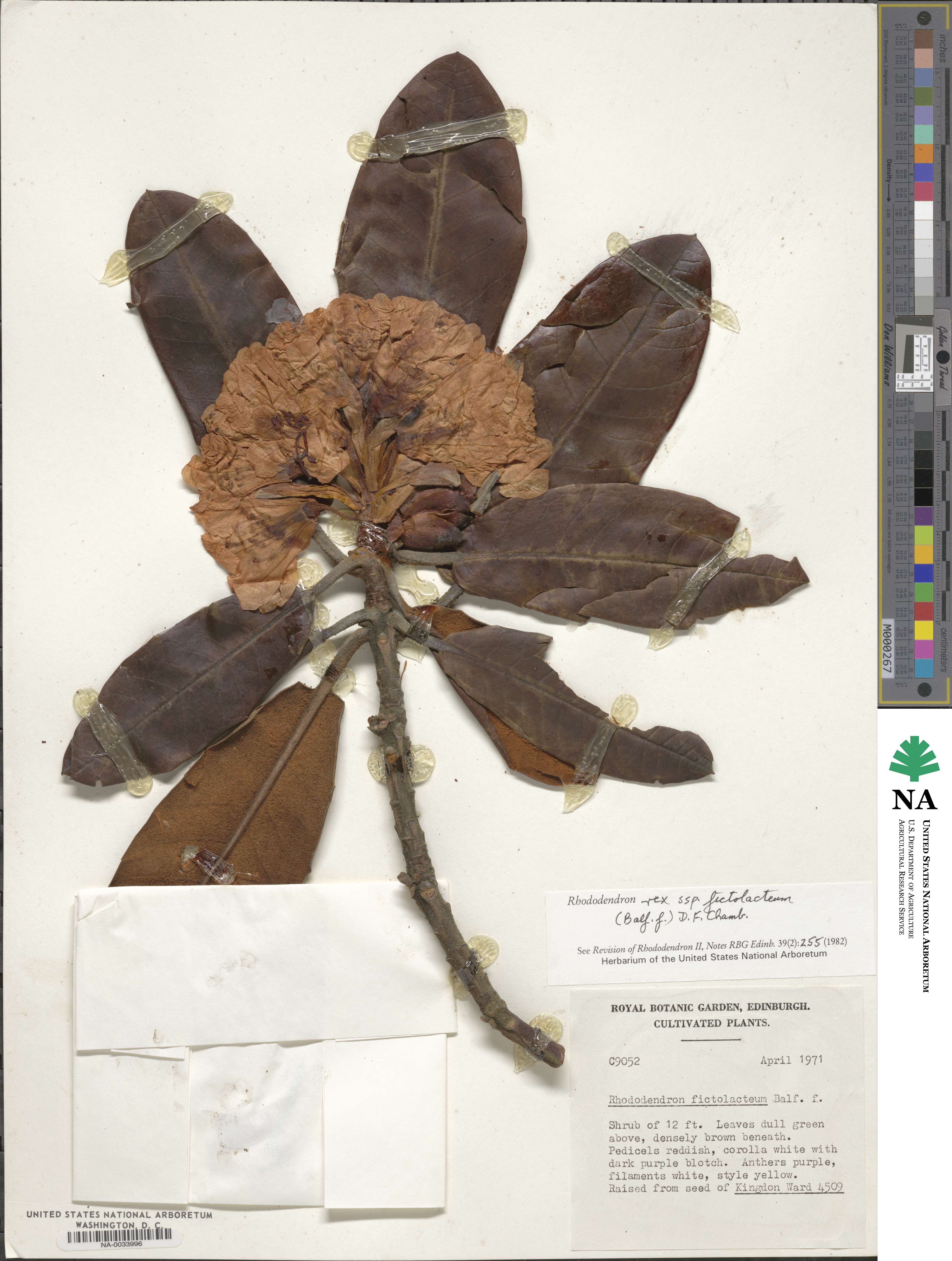 Rhododendron fictolacteum image