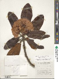 Rhododendron fictolacteum image