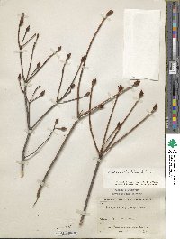 Rhododendron reticulatum image