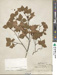 Rhododendron reticulatum image