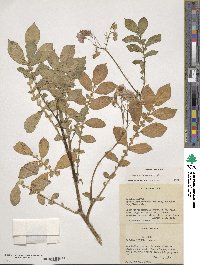 Solanum demissum image