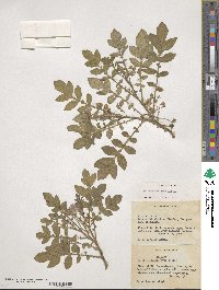 Solanum demissum image