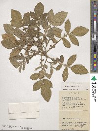 Solanum demissum image