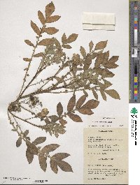 Solanum demissum image