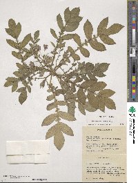 Solanum demissum image