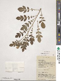 Solanum demissum image