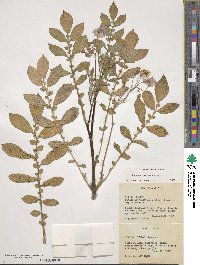 Solanum demissum image