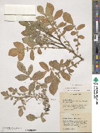 Solanum demissum image