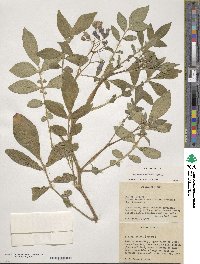 Solanum demissum image