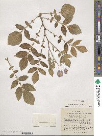 Solanum demissum image