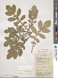 Solanum demissum image