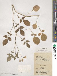 Solanum demissum image