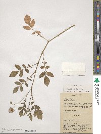 Solanum demissum image