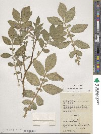 Solanum demissum image