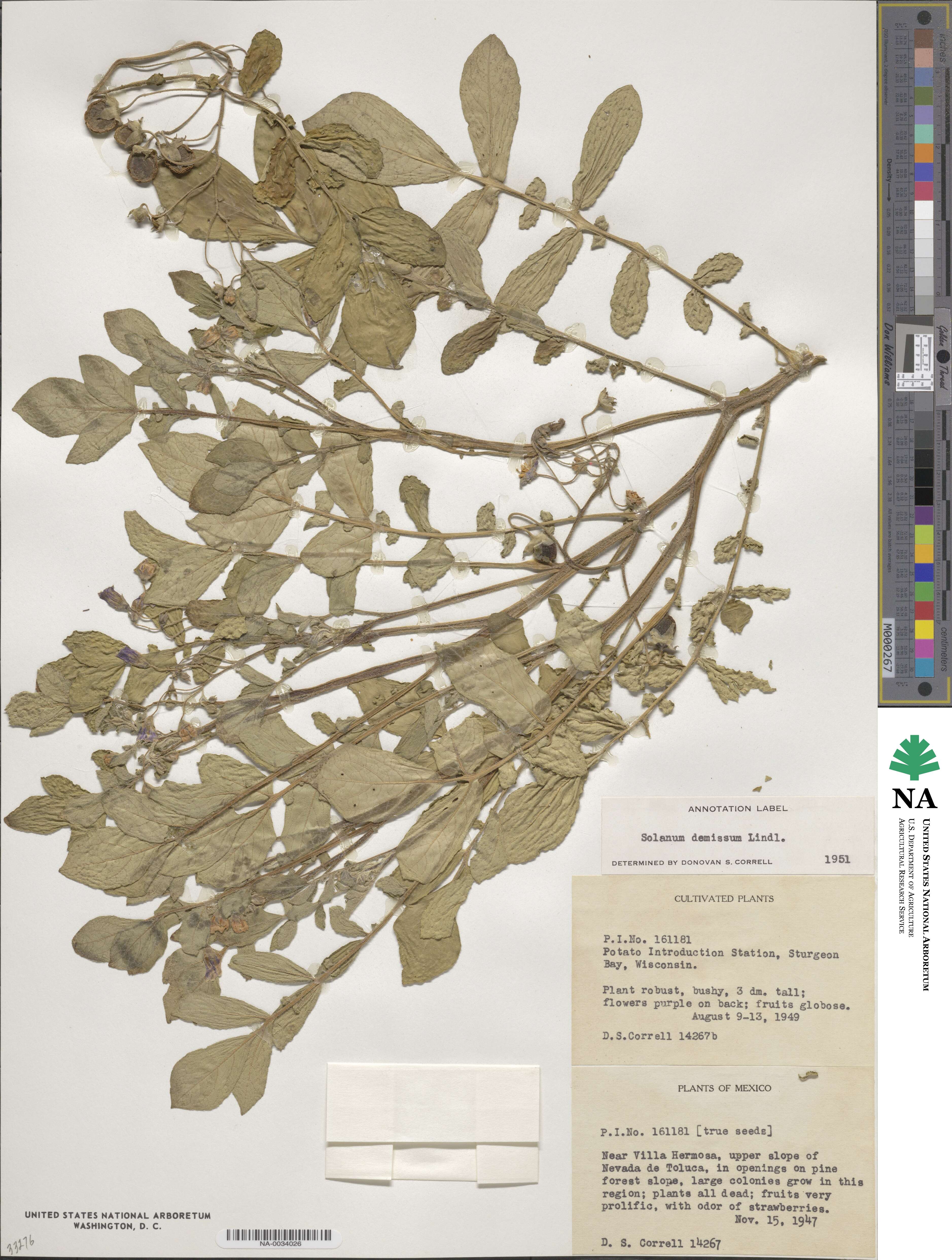 Solanum demissum image