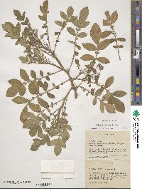 Solanum demissum image