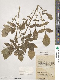 Solanum demissum image