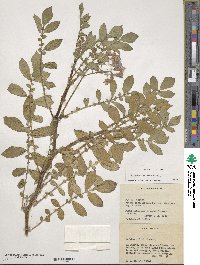 Solanum demissum image