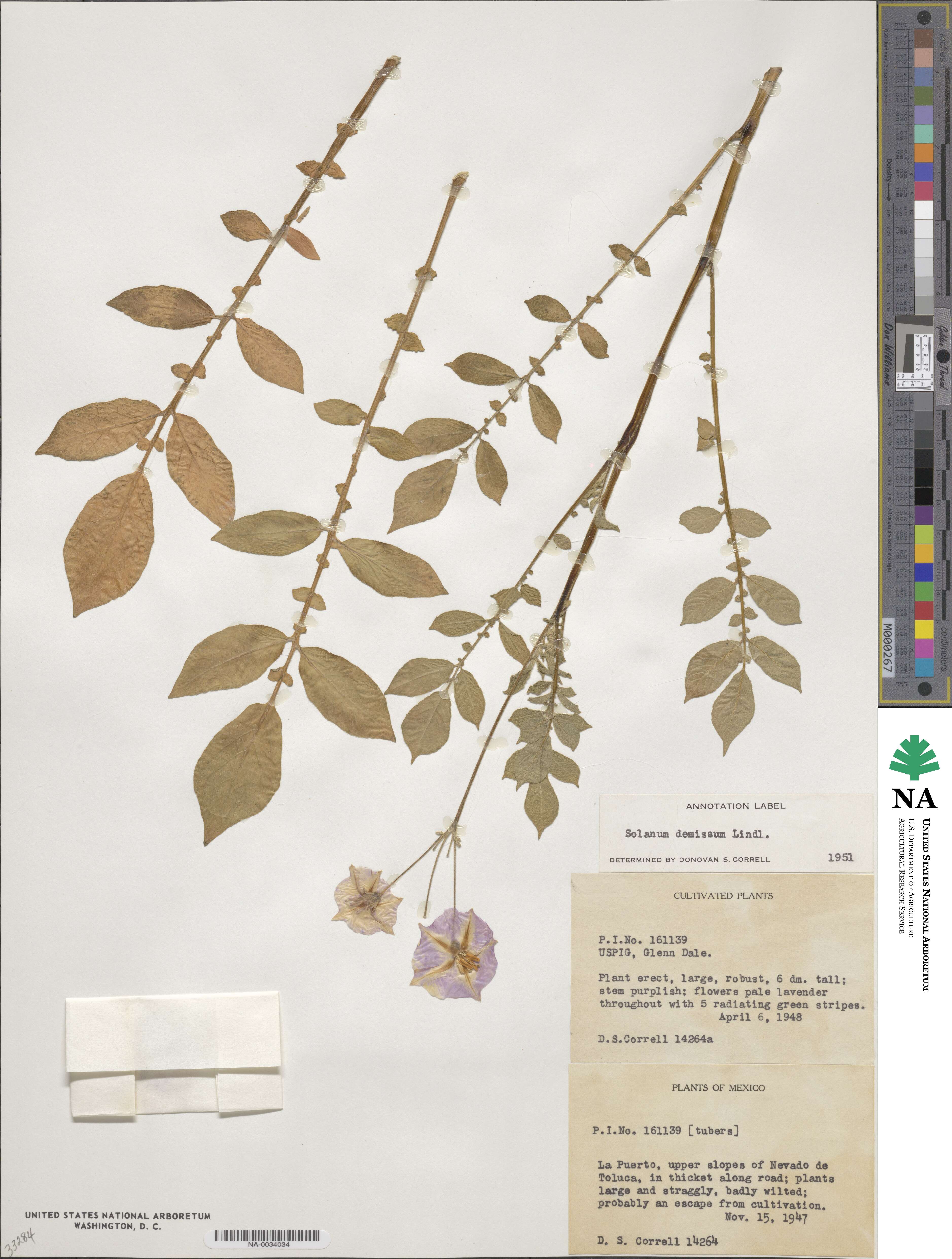 Solanum demissum image