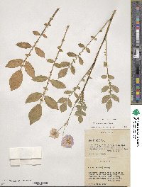 Solanum demissum image