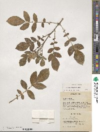 Solanum demissum image