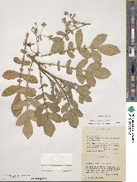 Solanum demissum image