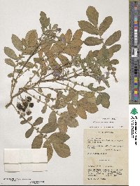 Solanum demissum image