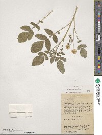 Solanum demissum image