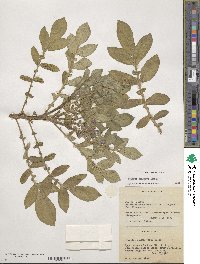 Solanum demissum image