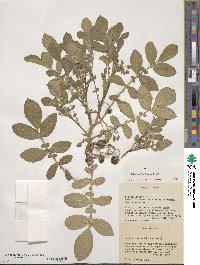 Solanum demissum image