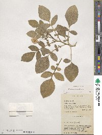 Solanum demissum image