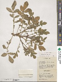 Solanum demissum image