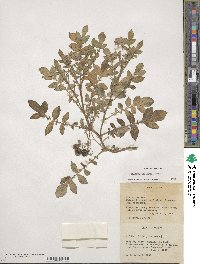 Solanum demissum image