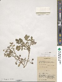 Solanum demissum image