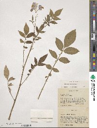 Solanum demissum image