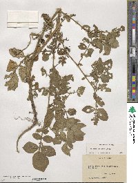 Solanum demissum image