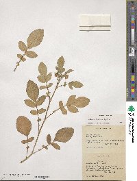 Solanum demissum image